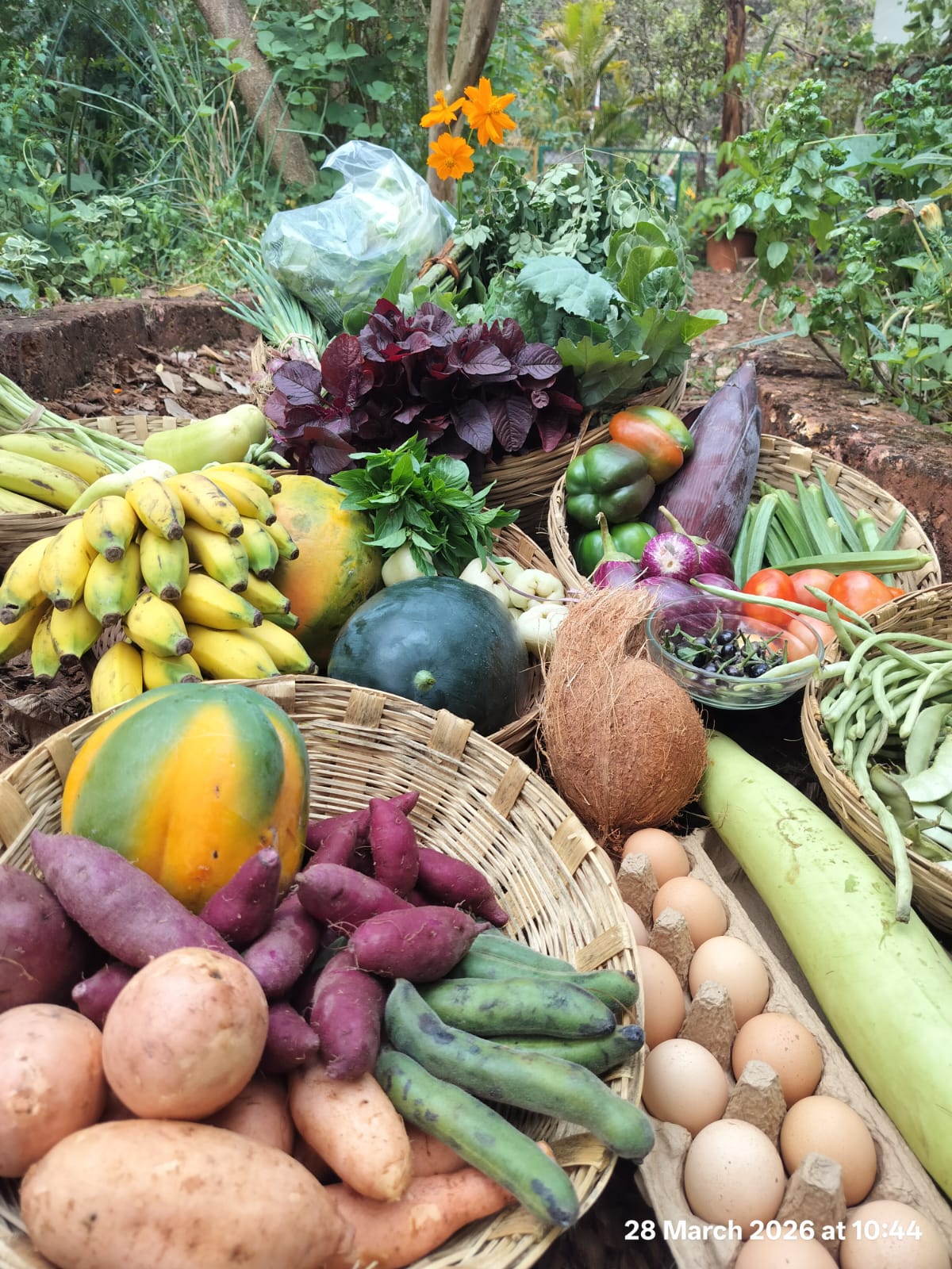 Fresh organic produce harvested from small farms near Socorro, Porvorim